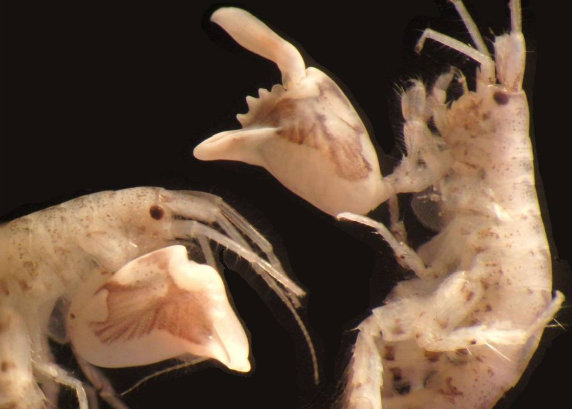 Do tamanho de uma semente de girassol, o anfípode Dulichiella empunha uma garra gigante que se fecha 10.000 vezes mais rápido do que um piscar de olhos humanos. (Tomonari Kaji)