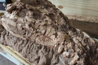 fossil de crocodilo gigante em sao paulo