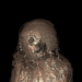 Múmia de lama
