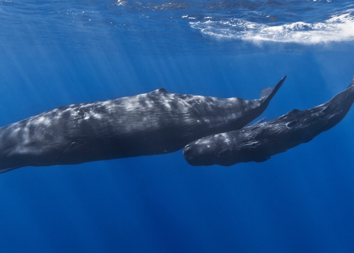 Baleias cachalote