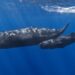 Baleias cachalote