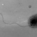 Micróbios desconhecidos encontrados na ISS