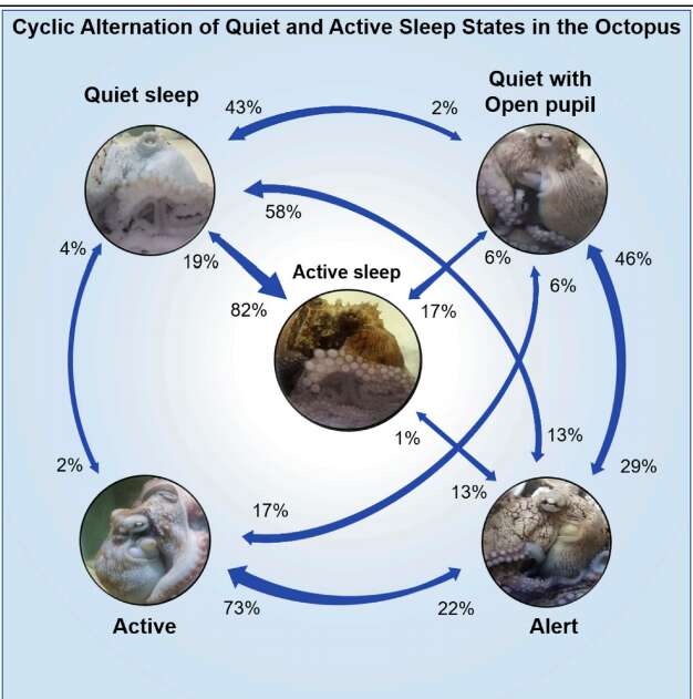 content 1616683850 sleep cycle crop