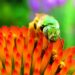 Algumas espécies de abelhas podem ter cérebros mais densos que de aves. Confira o quanto isso define sua inteligência. (Imagem de Pollinating Life por Pixabay )