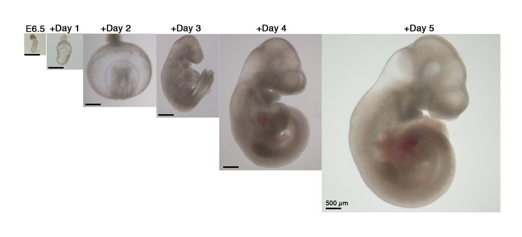 Pesquisadores conseguiram desenvolver embriões de rato fora do útero pela primeira vez. (A. Aguilera-Castrejon et al., Nature 2021)