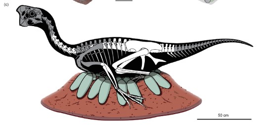 Confira o fóssil que contém evidências únicas sobre o desenvolvimento dos dinossauros. (Bi et al., Science Bulletin, 2020)