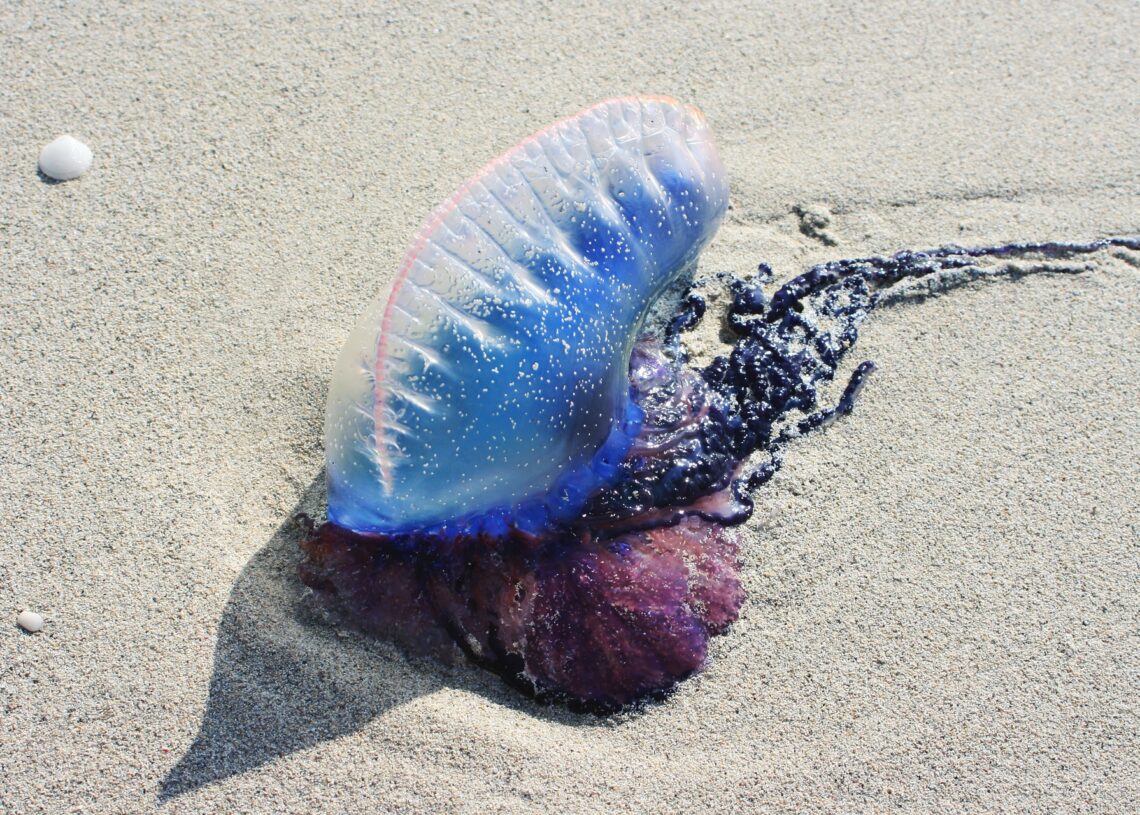Milhões de águas-vivas estão aparecendo mortas em praias ao redor do mundo. Entenda. (Imagem de Manja Wiepcke por Pixabay)