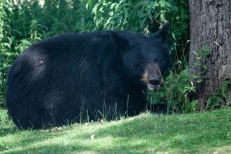 urso preto