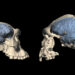 Estudos indicam que os primeiros humanos a saírem da África tinham cérebros semelhantes aos dos macacos. (M.S. PONCE DE LEÓN AND C.P.E. ZOLLIKOFER/UNIVERSITY OF ZURICH)