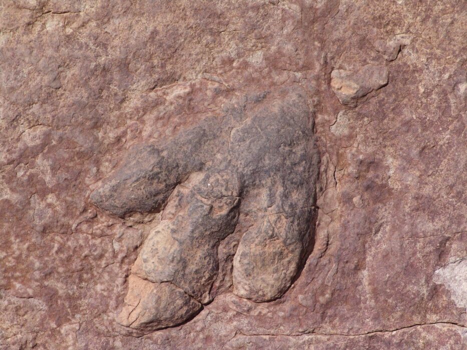 dinosaur footprint 61988 1920