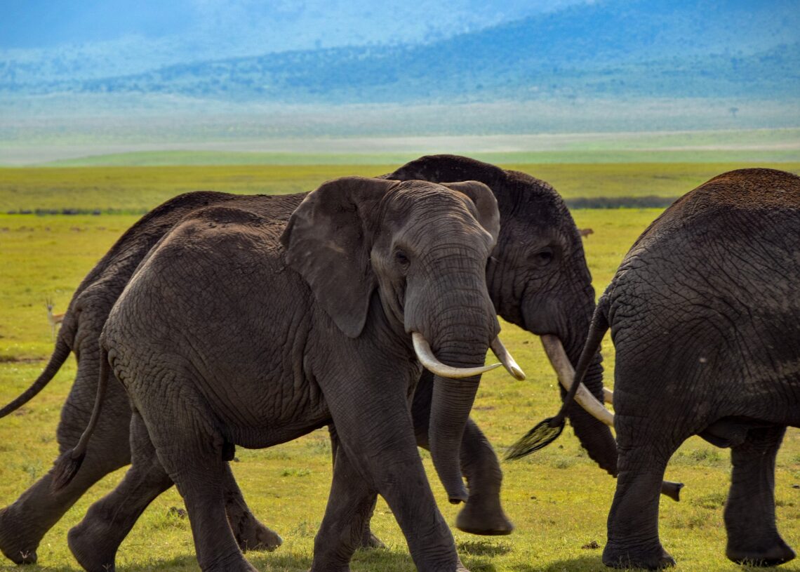 Um grupo de caçadores ilegais fugiu em direção a uma manada de elefantes na África do Sul. Um acabou pisoteado, outro capturado e o último foragido. Imagem: Willm78/Pixabay