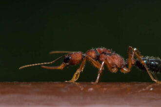 formigas-saltadoras