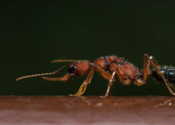 formigas-saltadoras