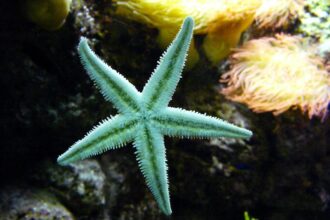 starfish 604234 1920