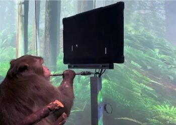 macaco com dispositivo neuralink