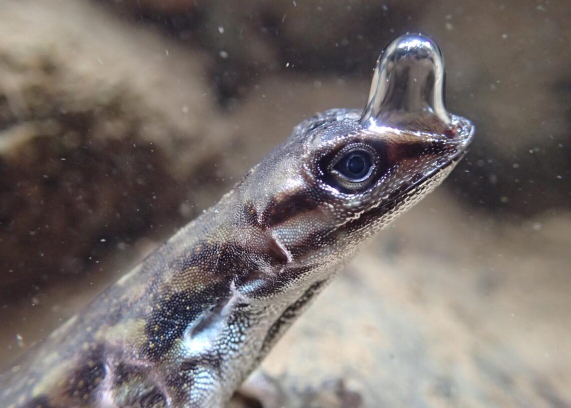 Pesquisadores observaram que esse lagarto usa bolhas para respirar embaixo d'agua por mais tempo. Imagem: LINDSEY SWIERK