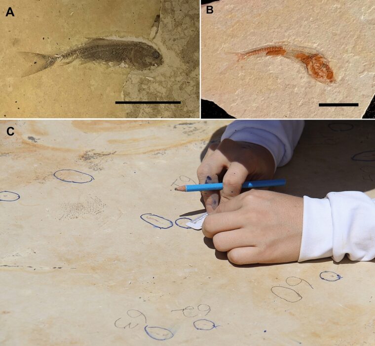 Fósseis de mais de 100 milhões de anos são encontrados no Ceará