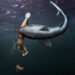 Fóssil revela tubarão predando lula que devorava