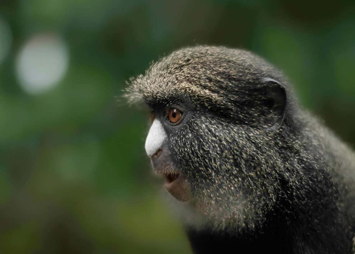 macaco-de-nariz-branco