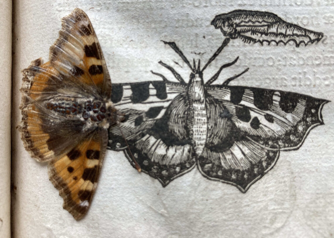 A diretora da biblioteca de Cambridge encontrou esta borboleta em meio às páginas de um livro de 400 anos. Imagem: Triangle News