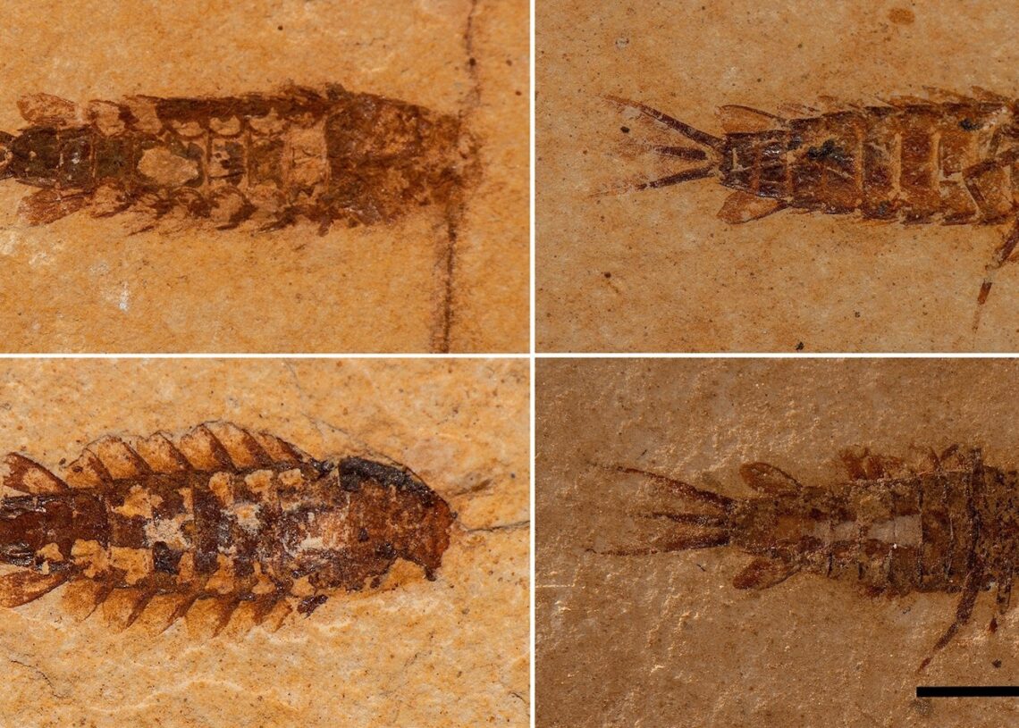 Larvas de Protoligoneuria limai. Imagem: Scientific Reports/Nature