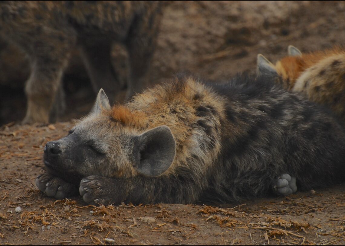 Restos de neandertais caçados por hienas são encontrados na Itália