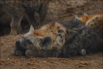 Restos de neandertais caçados por hienas são encontrados na Itália