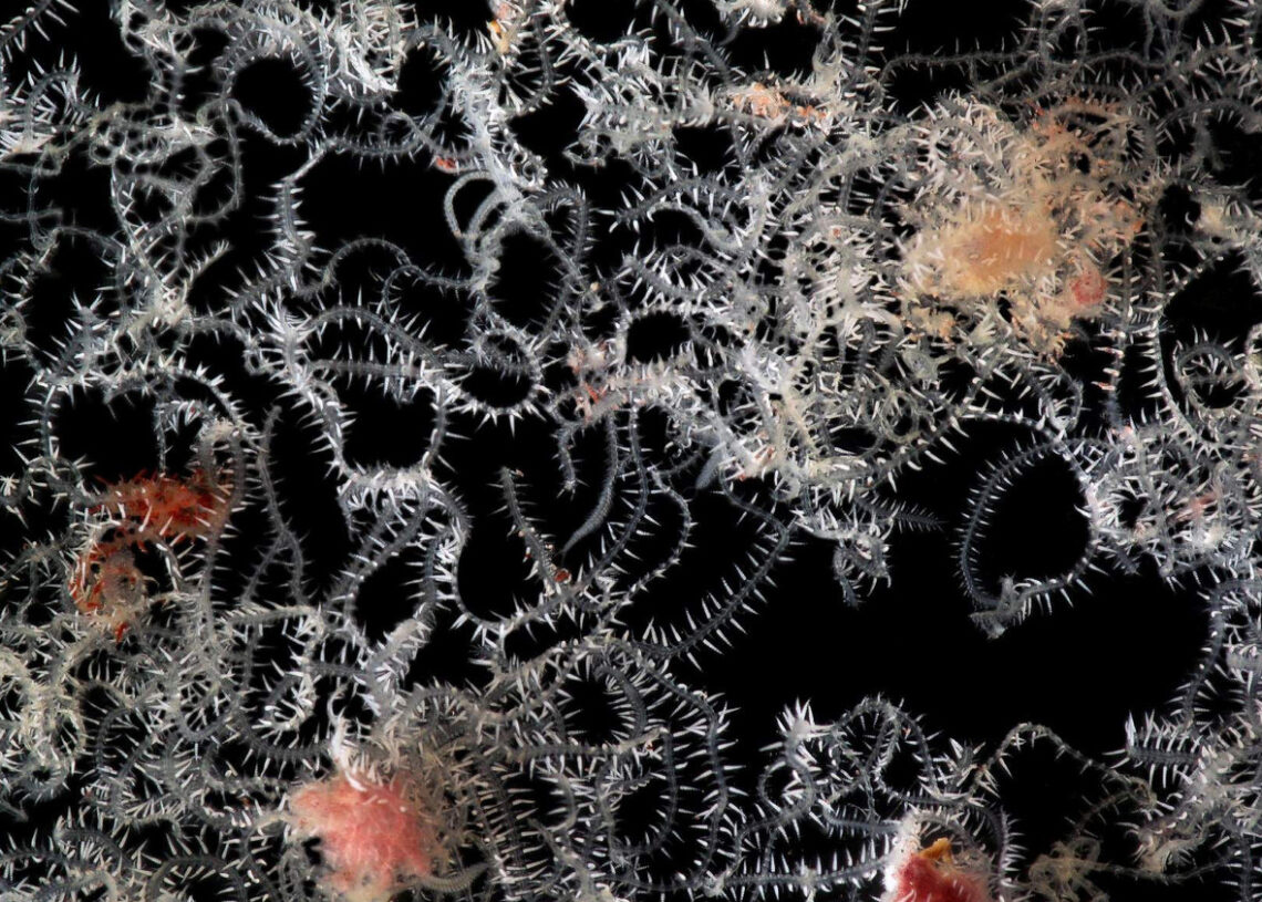 Vermes marinhos com traseiros