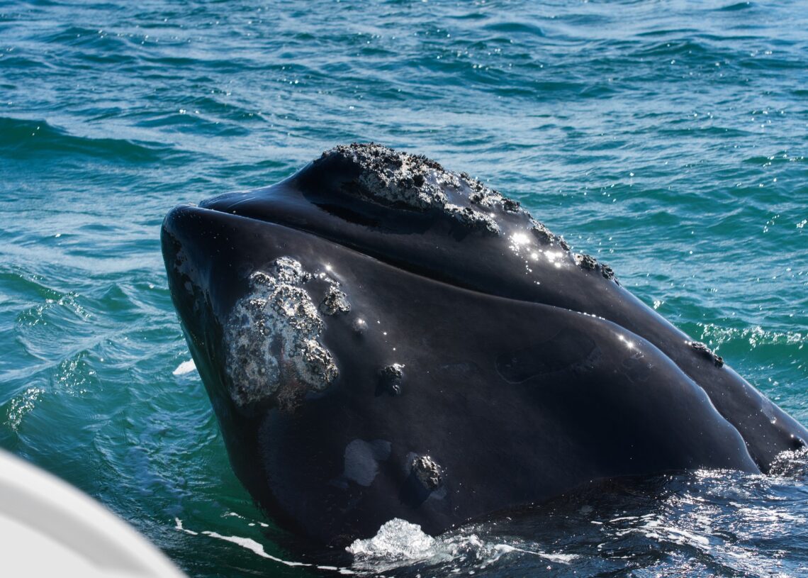 Baleias-francas se abraçam em gravação feita por drone