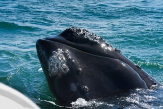 Baleias-francas se abraçam em gravação feita por drone