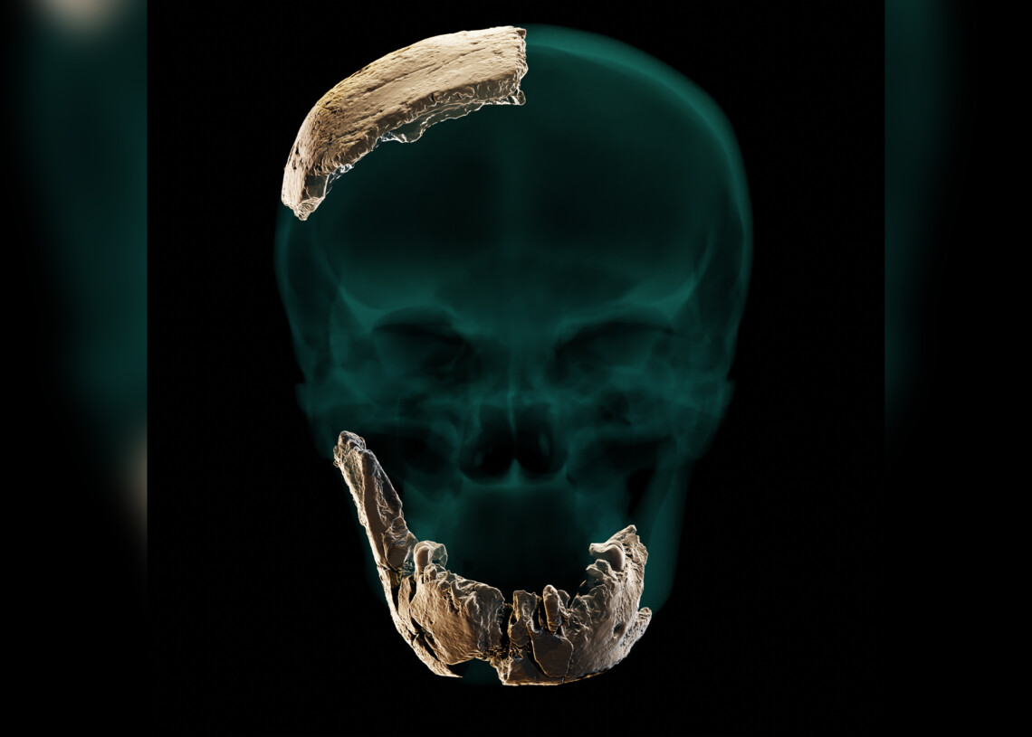 Reconstrução do crânio do Homo Nesher Ramla. Imagem: Universidade de Tel Aviv.