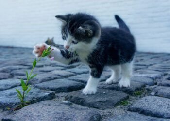 Gato brincando com uma planta. Imagem: Dim Hou/Pixabay
