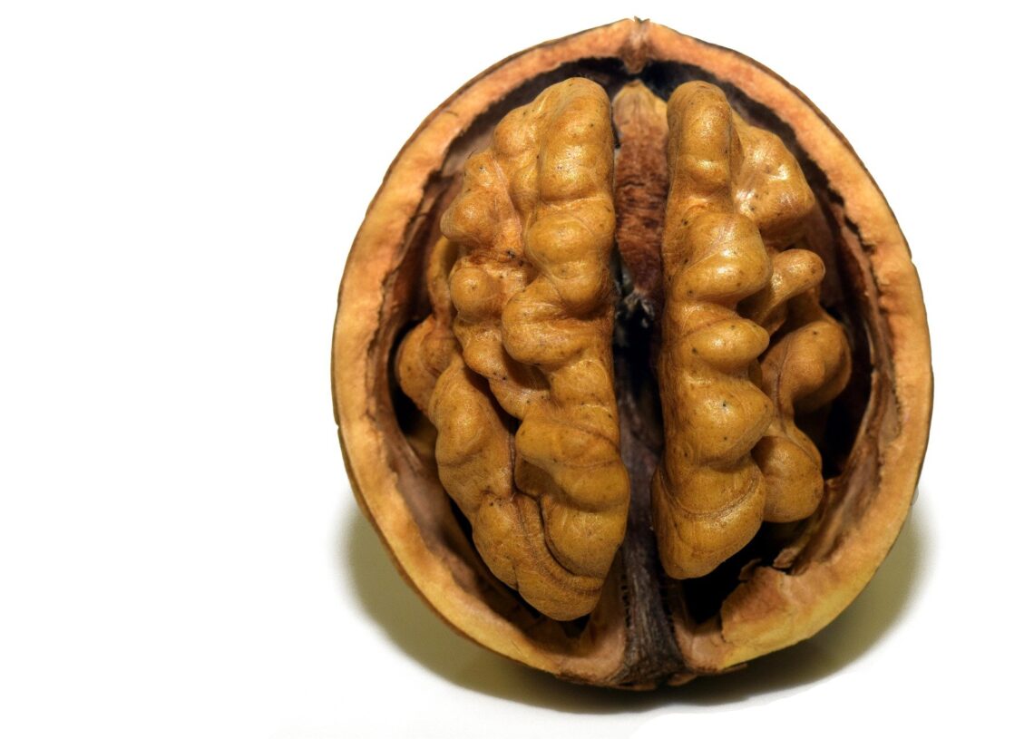 Esta pesquisa mostra que cérebros e testículos na verdade têm muito em comum. Imagem: Ulrike Leone/Pixabay