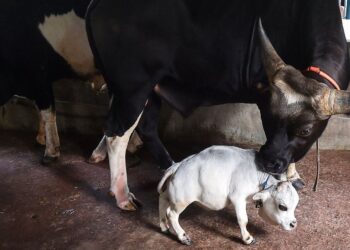 Rani está prestes a receber o record de menor vaca do mundo. Imagem: Getty Images