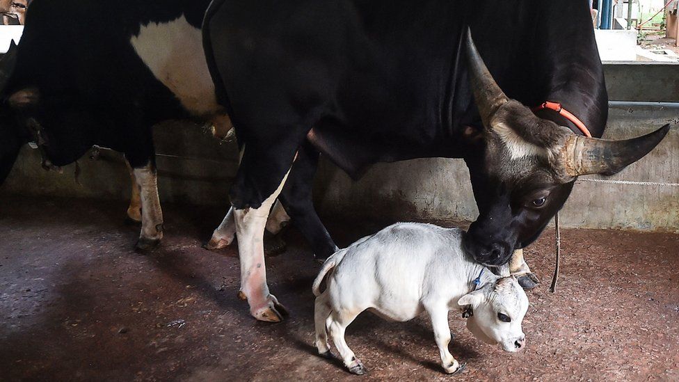 Rani está prestes a receber o record de menor vaca do mundo. Imagem: Getty Images