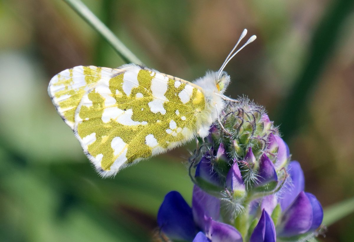 Island Marble Butterfly