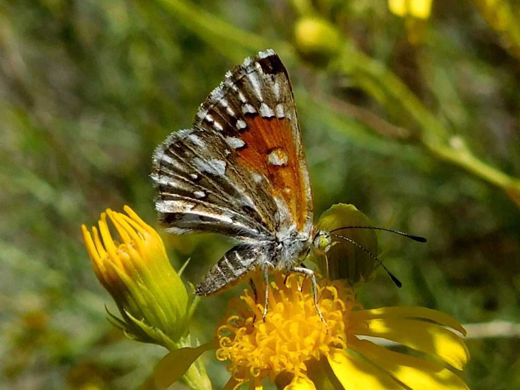 Metalmark de Lange (tipo raro de borboleta)