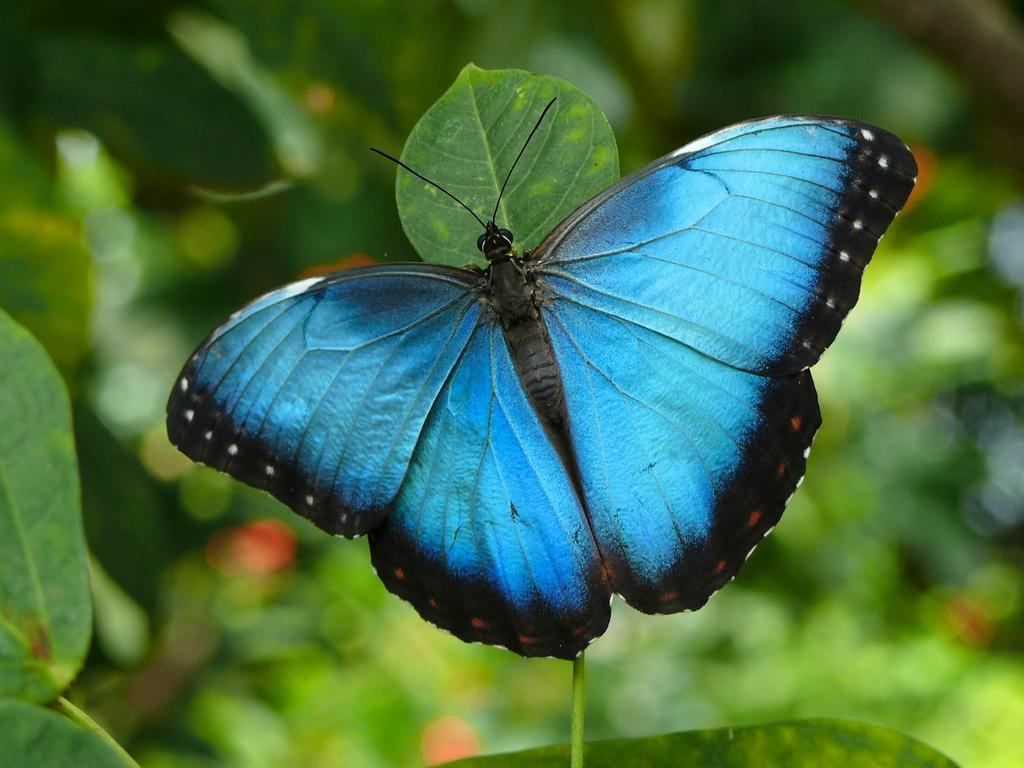 Por que a cor azul é tão rara na natureza?