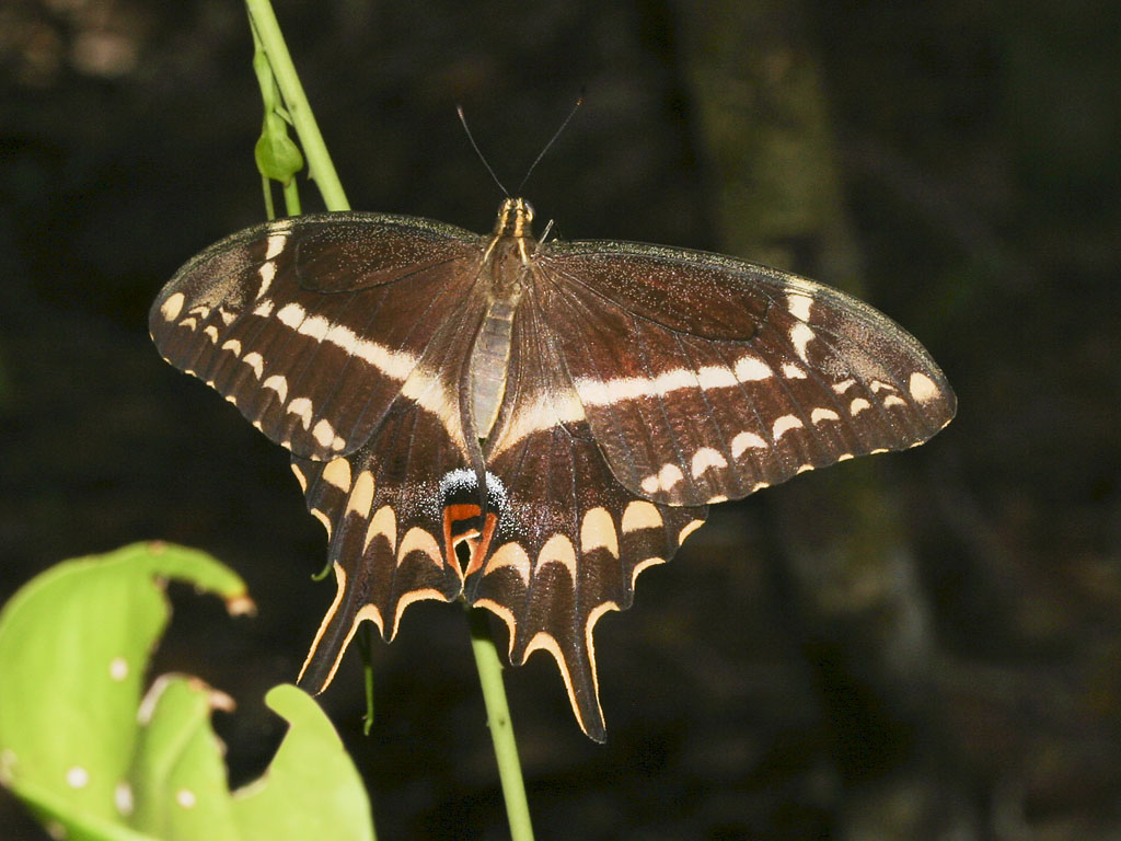 Schaus 'Swallowtail