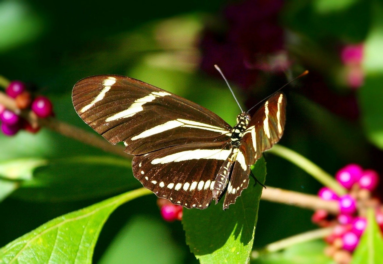 Zebra Longwing