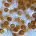 Após mais de cem anos, pesquisadores reiniciaram os estudos sobre estas curiosas algas amarelas. Imagem: MATTHEW R. NITSCHKE