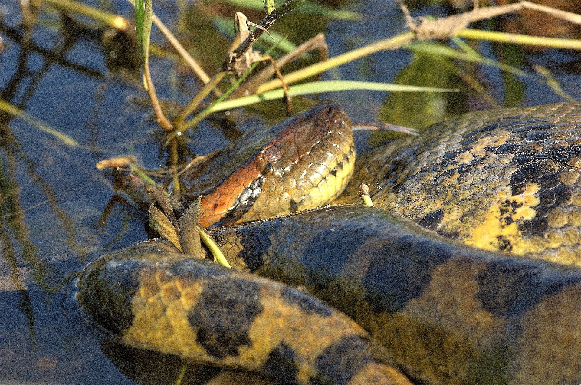 Anaconda: conheça a maior cobra que existe