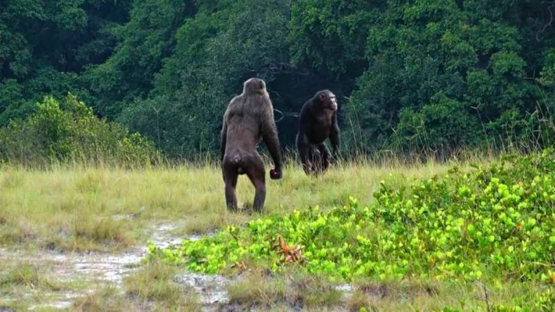 Los chimpancés matan a los gorilas por primera vez – SoCientífica