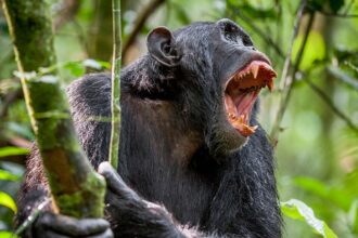 chimpanzes matando gorilas capa
