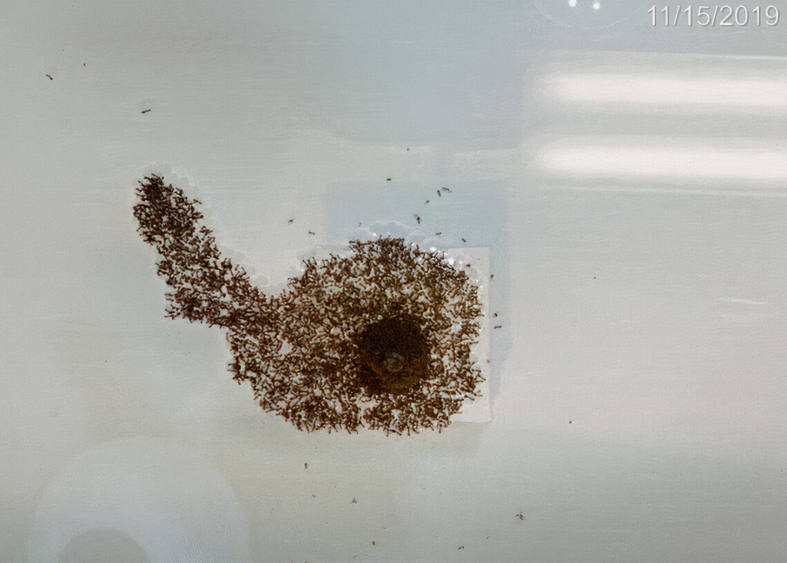 Formigas-de-fogo podem formar jangadas com tentáculos para sobreviver a enchentes. Imagem: Universidade de Colorado Boulder