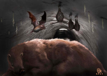 Pesquisadores encontraram fósseis deste morcego vampiro gigante dentro da toca de uma preguiça gigante de 100.000 anos. Imagem: Museo de Ciencias Naturales de Miramar