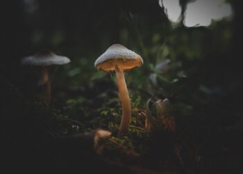Este composto de cogumelos alucinógenos pode abrir portas para novos tratamentos contra a depressão. Imagem: Ervin Gjata/ Pixabay
