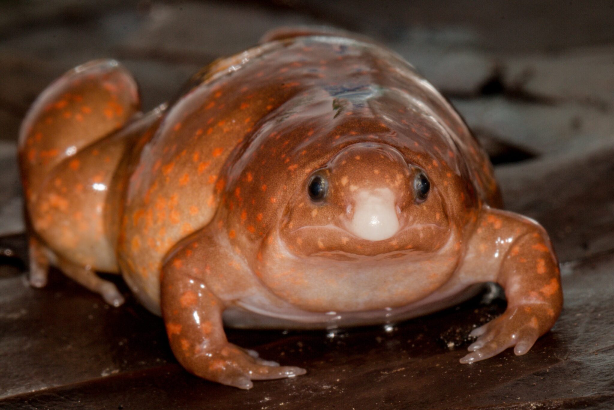 Sapo Zumbi é Descoberto Na Amazônia E Intriga Cientistas