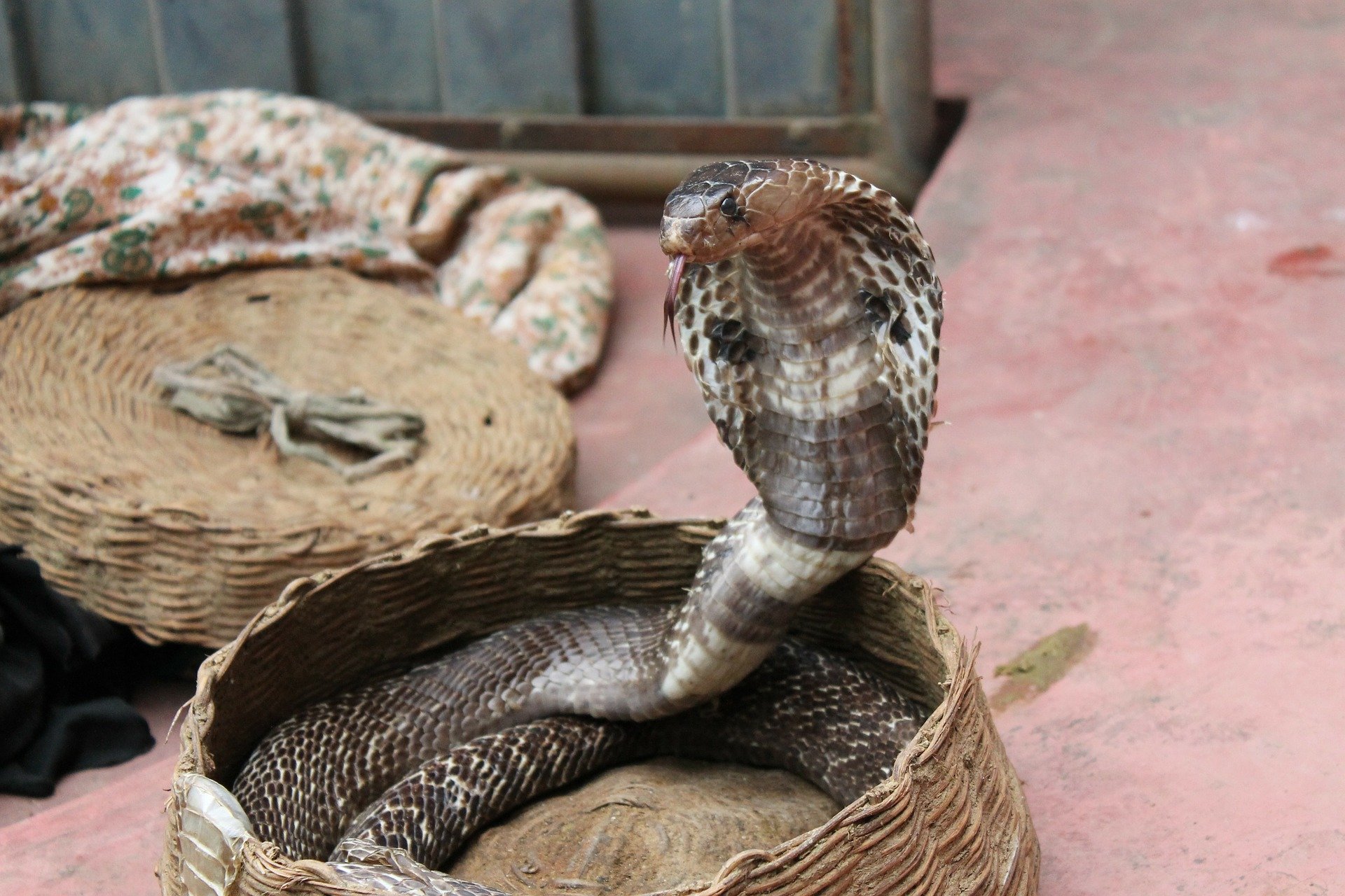 snake charming 193966 1920