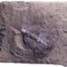 O cérebro (em branco, no centro da foto) de um extinto caranguejo-ferradura há 310 milhões de anos atrás. Imagem: R. Bicknell.